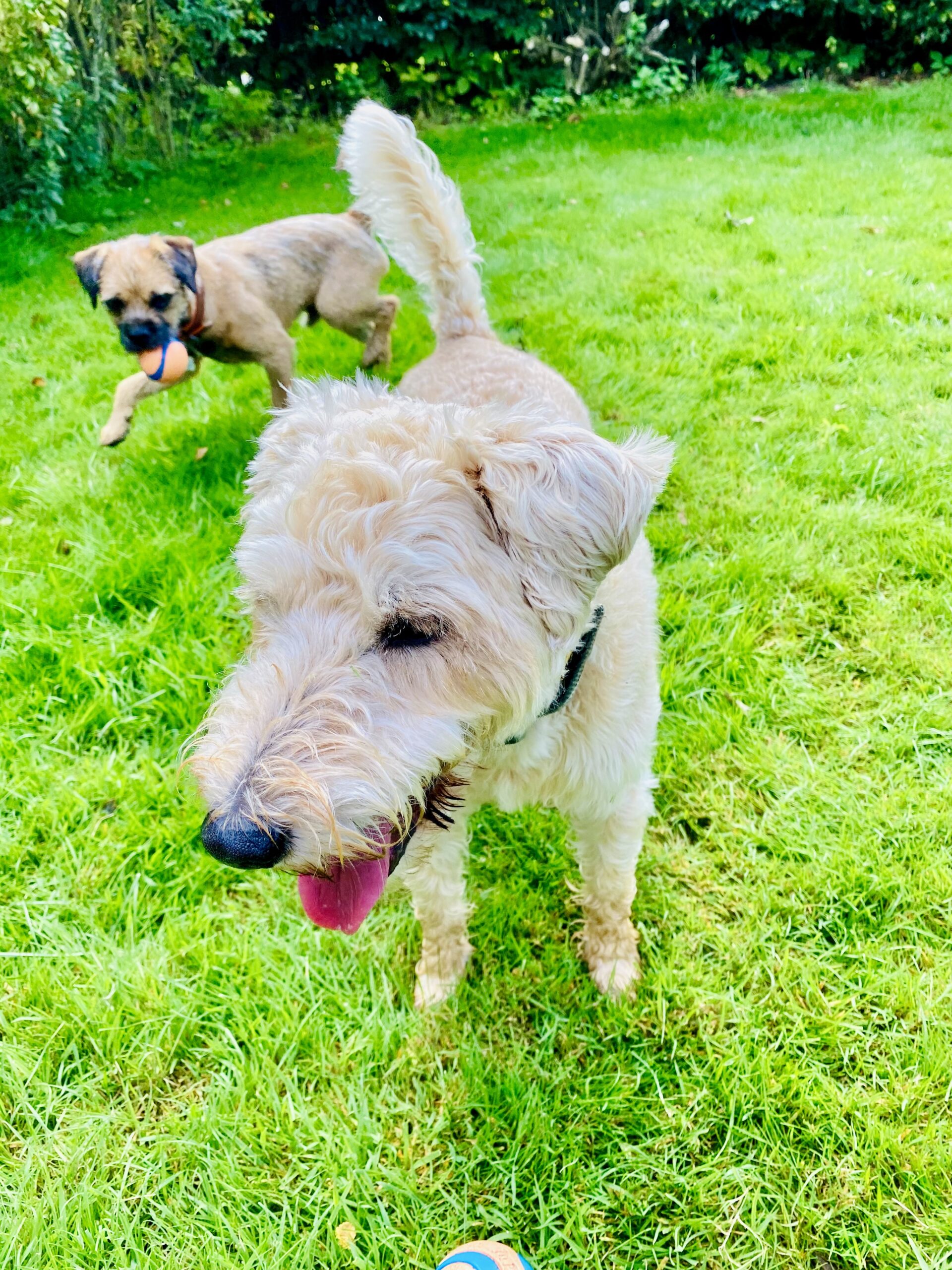 Ian, Carol and Spud 🐾