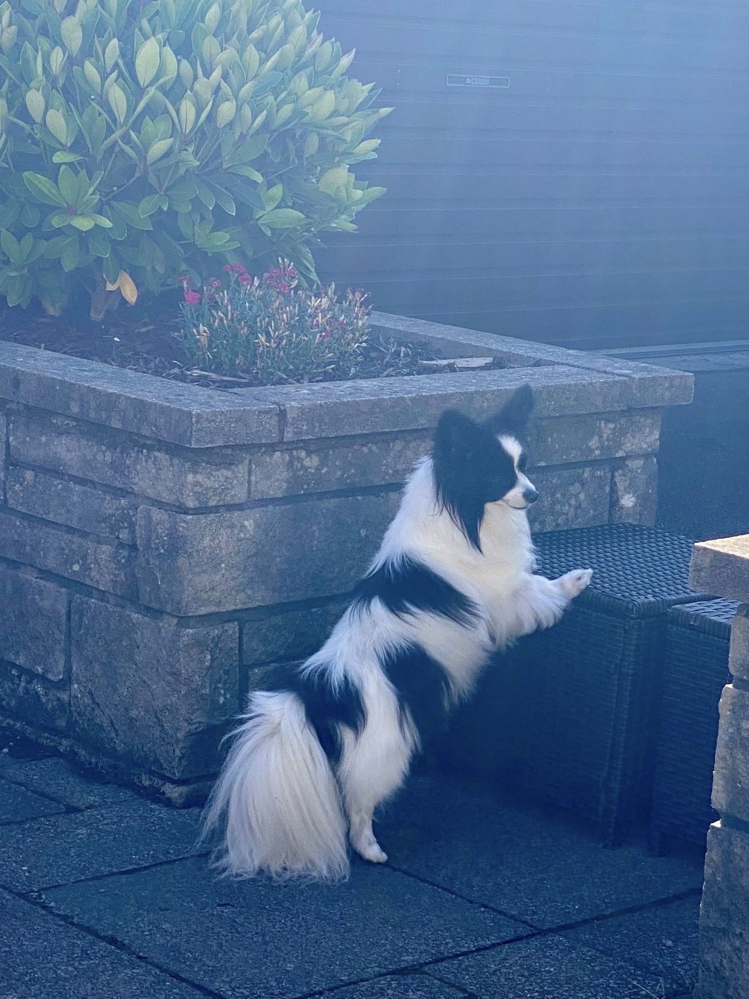 Hannah & Chris, with Teddy 🐾